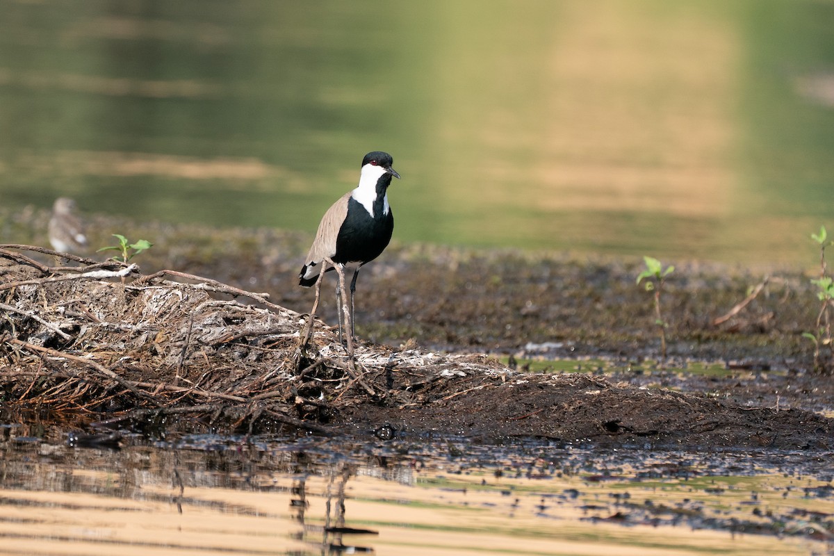 Vanneau à éperons - ML646605619