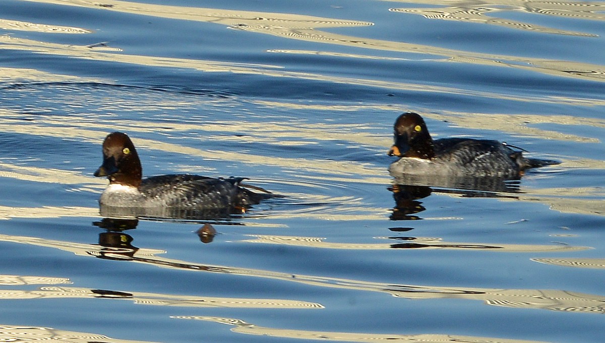 Common Goldeneye - ML646605620