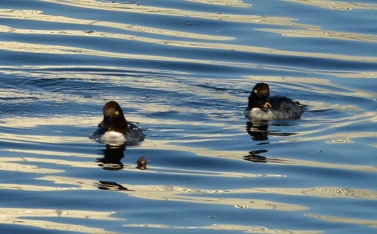 Common Goldeneye - ML646605621