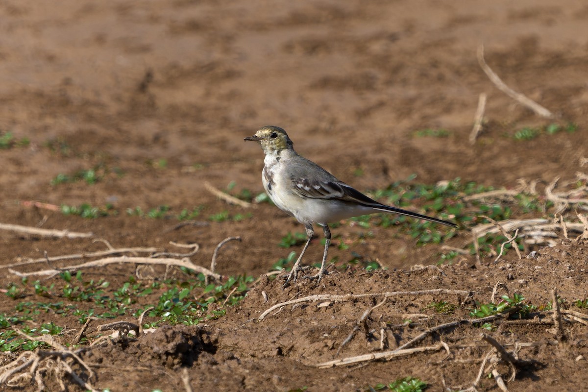White Wagtail (White-faced) - ML646605623