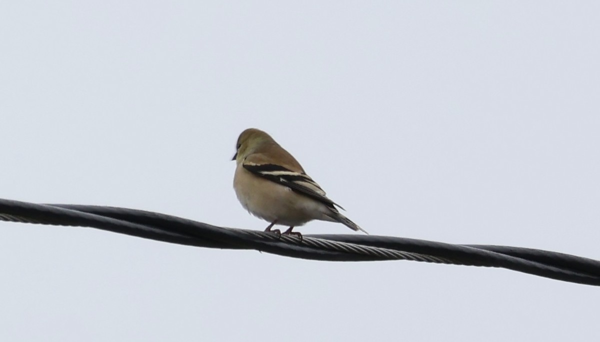 Altın İskete - ML646605624