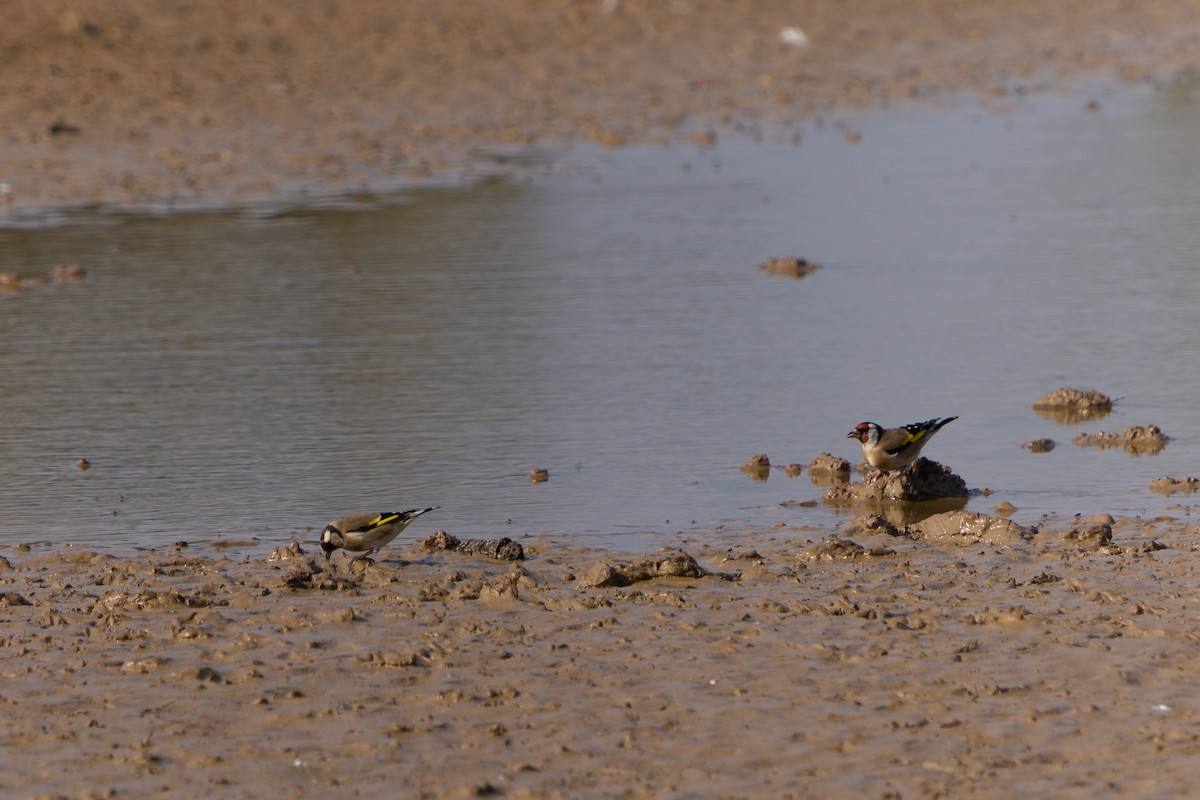 European Goldfinch - ML646605627
