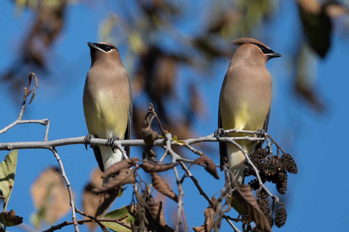 Buztanori amerikarra - ML646605633