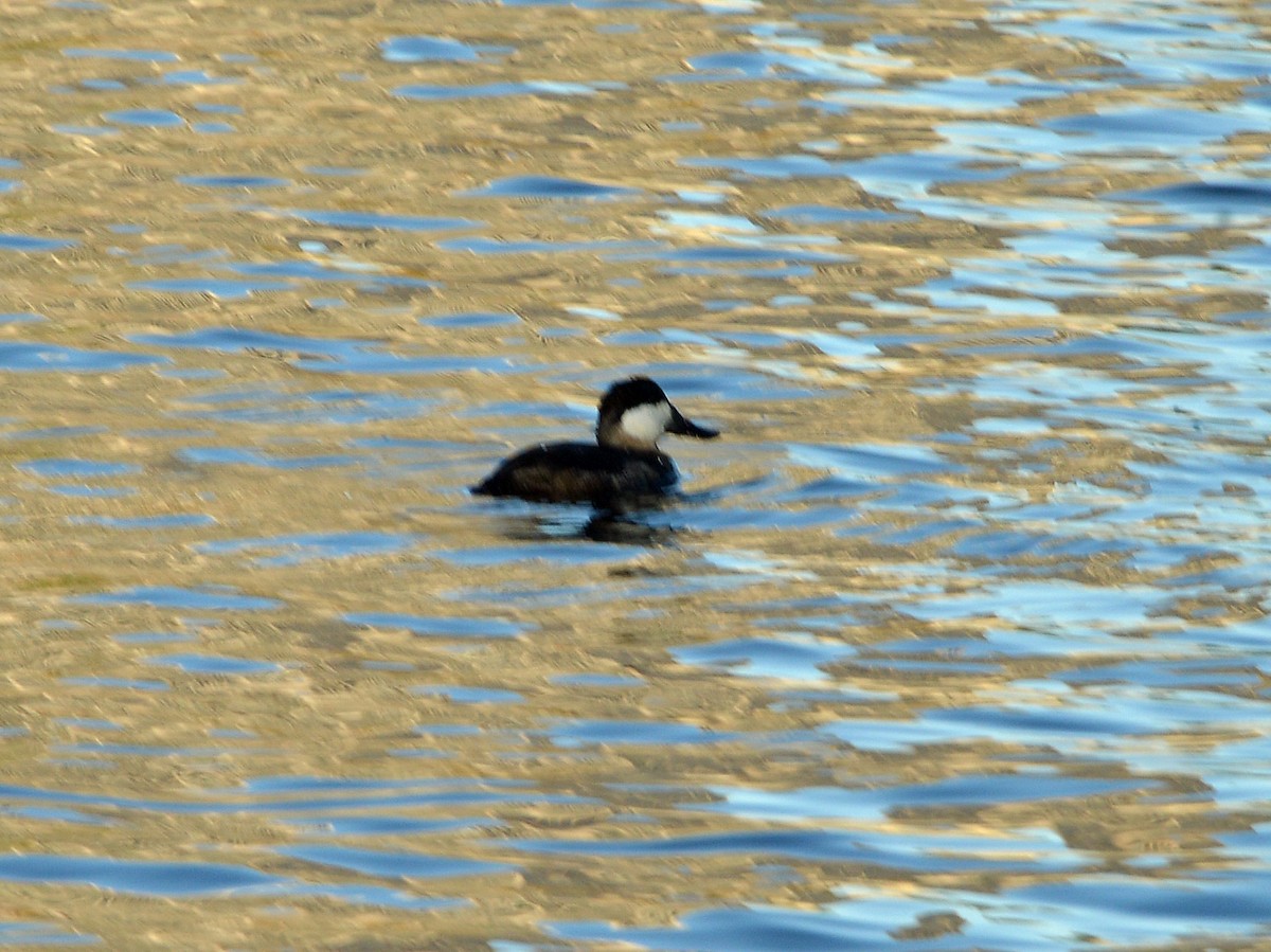 Ruddy Duck - ML646605635