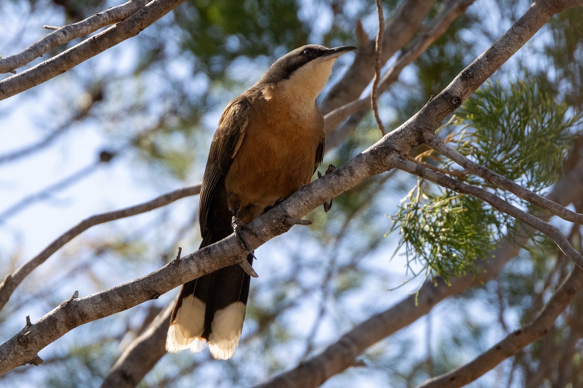 Gray-crowned Babbler - ML646605640