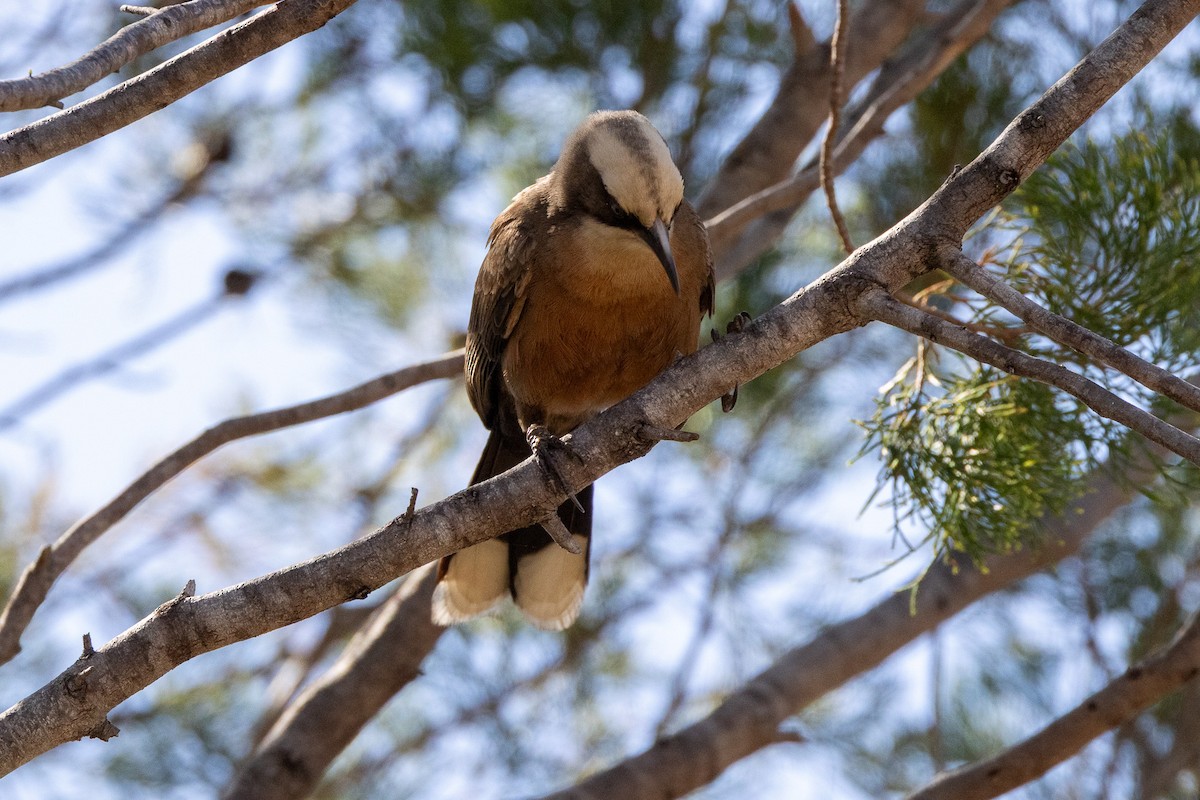 Gray-crowned Babbler - ML646605641