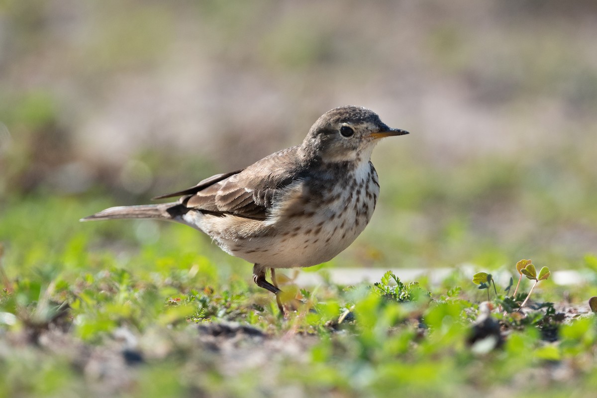 Txirta amerikarra - ML646605643