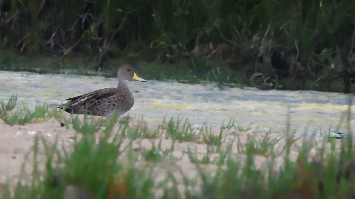 Sarı Gagalı Kılkuyruk - ML646605644