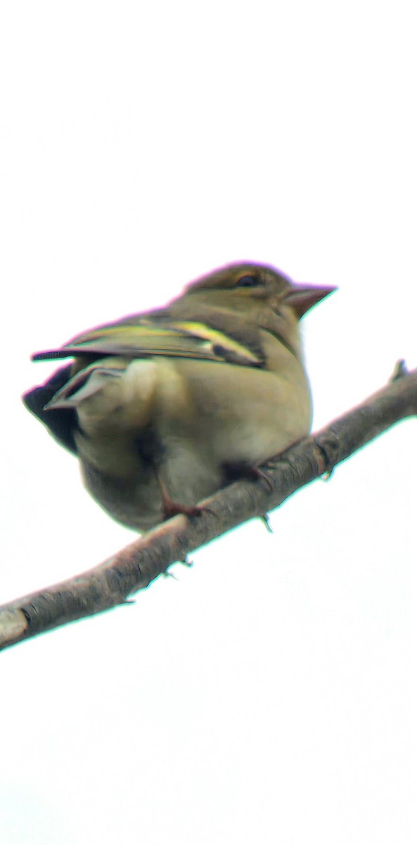 Pinzón Vulgar - ML646605650