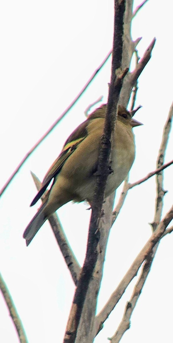 Pinzón Vulgar - ML646605651