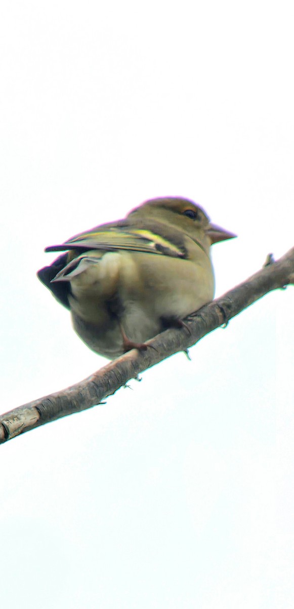 Pinzón Vulgar - ML646605652