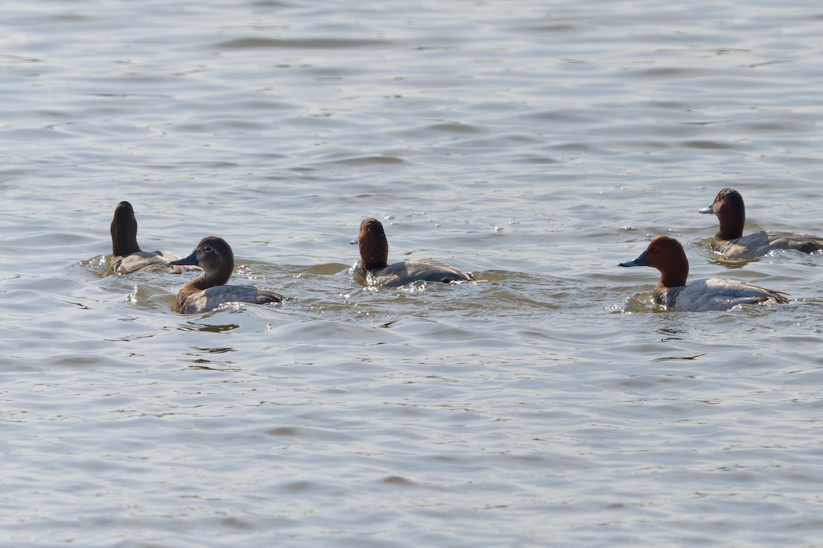 Common Pochard - ML646605657