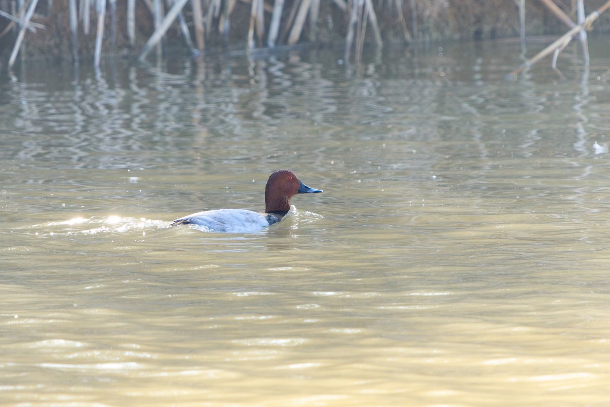 Common Pochard - ML646605658