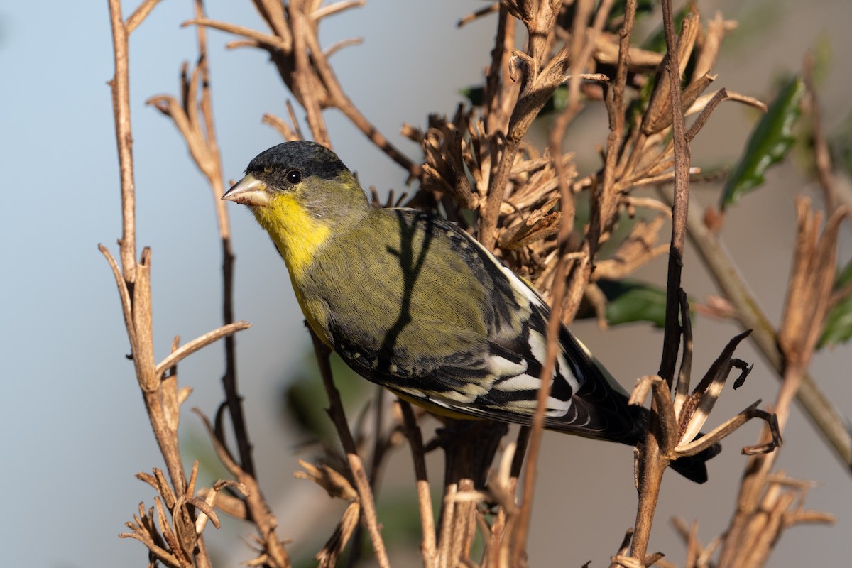 Lesser Goldfinch - ML646605659