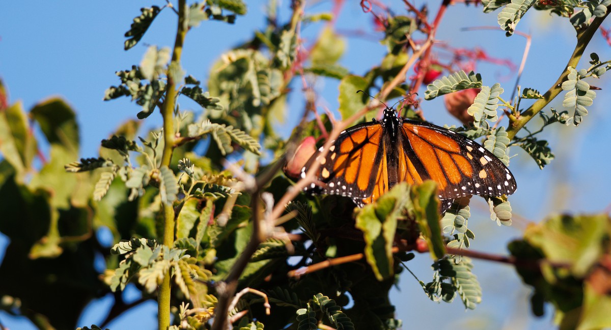 Monarch - ML646605662