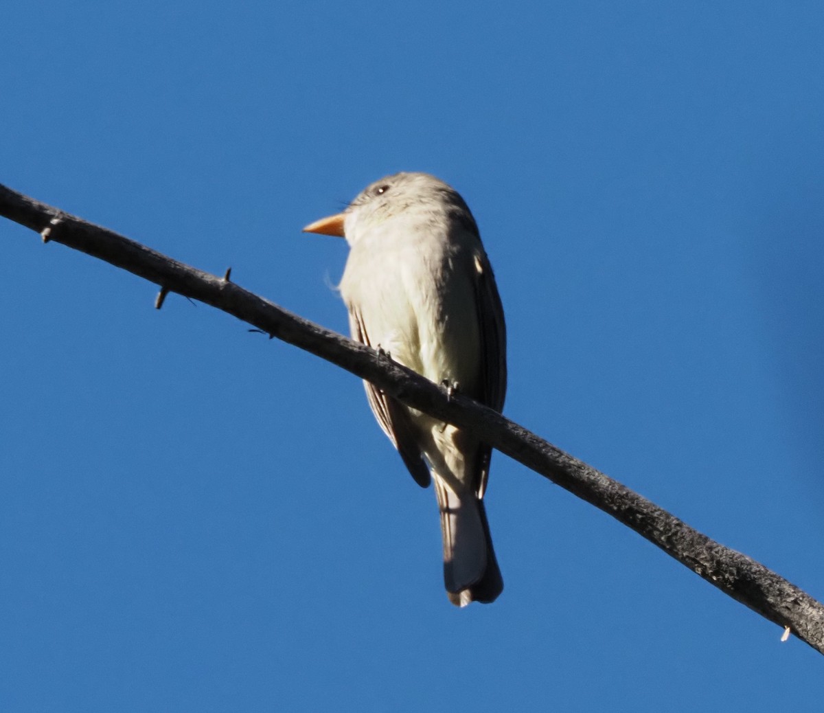 Піві великий - ML646605663