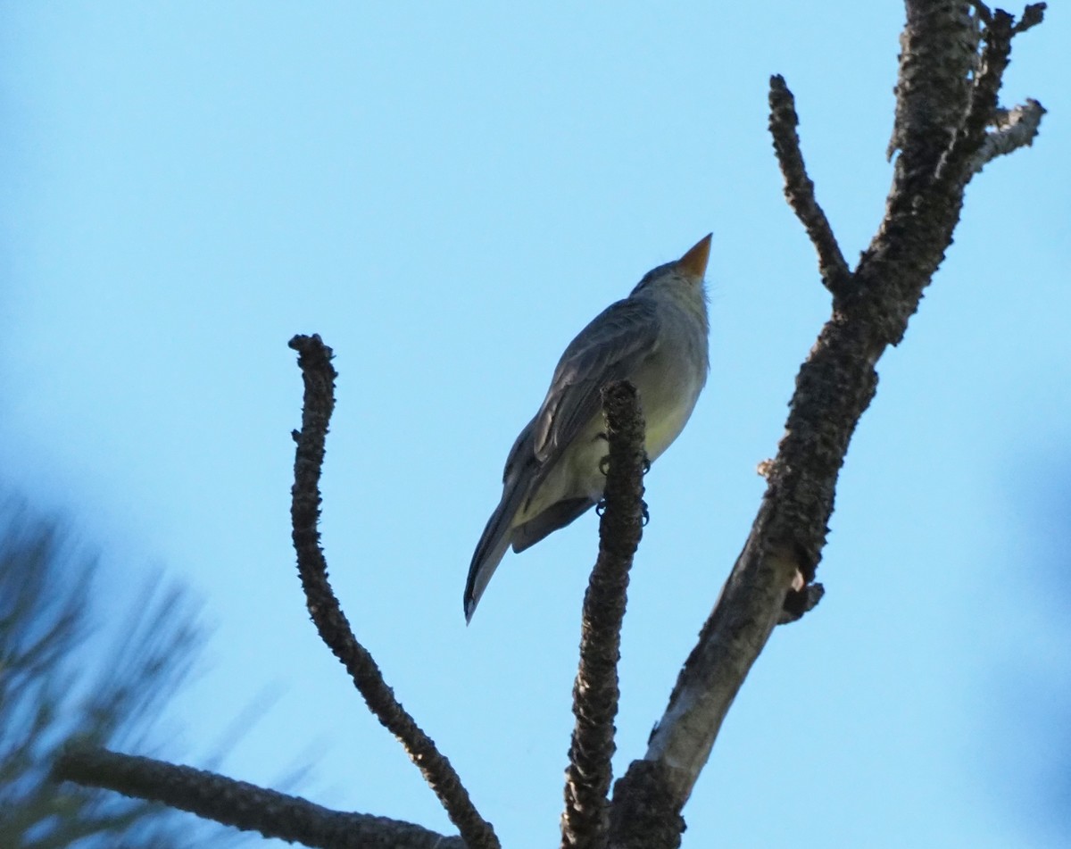 Піві великий - ML646605664