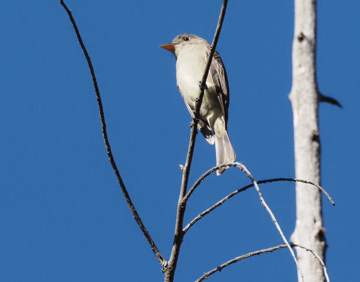 Піві великий - ML646605665