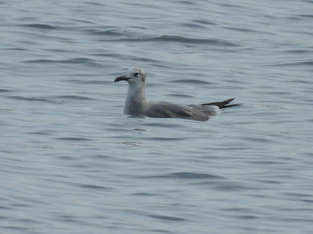 Laughing Gull - ML646605666