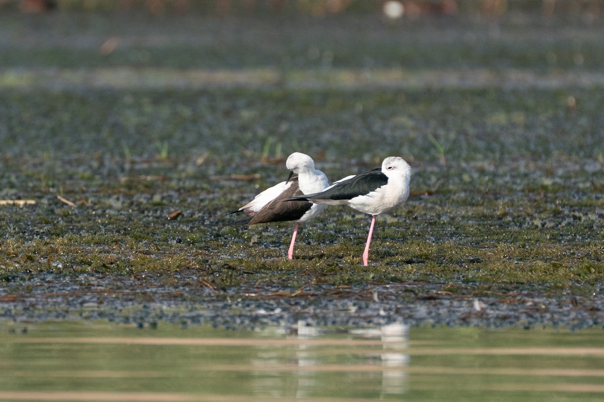 Black-winged Stilt - ML646605667