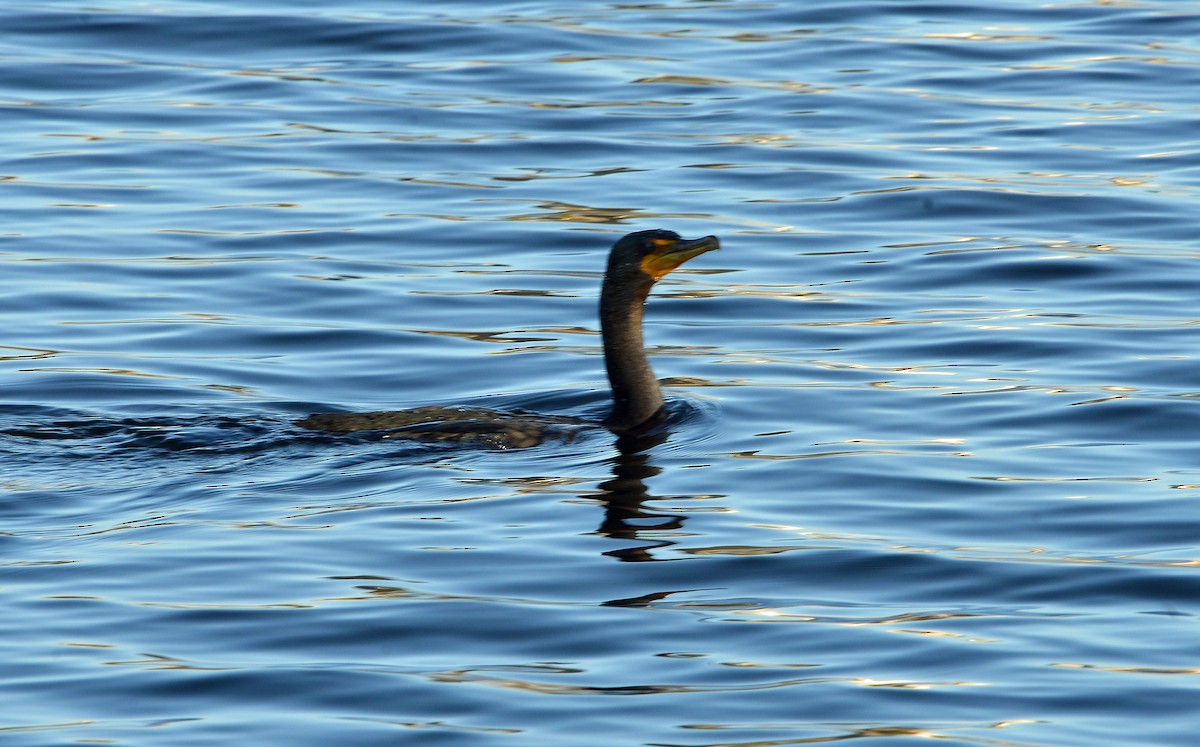 Double-crested Cormorant - ML646605671