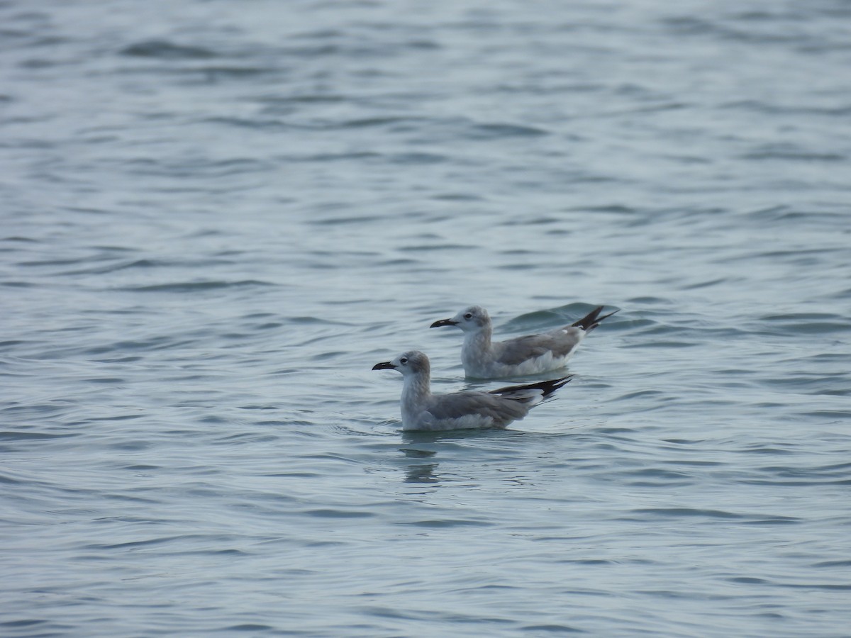 Laughing Gull - ML646605672