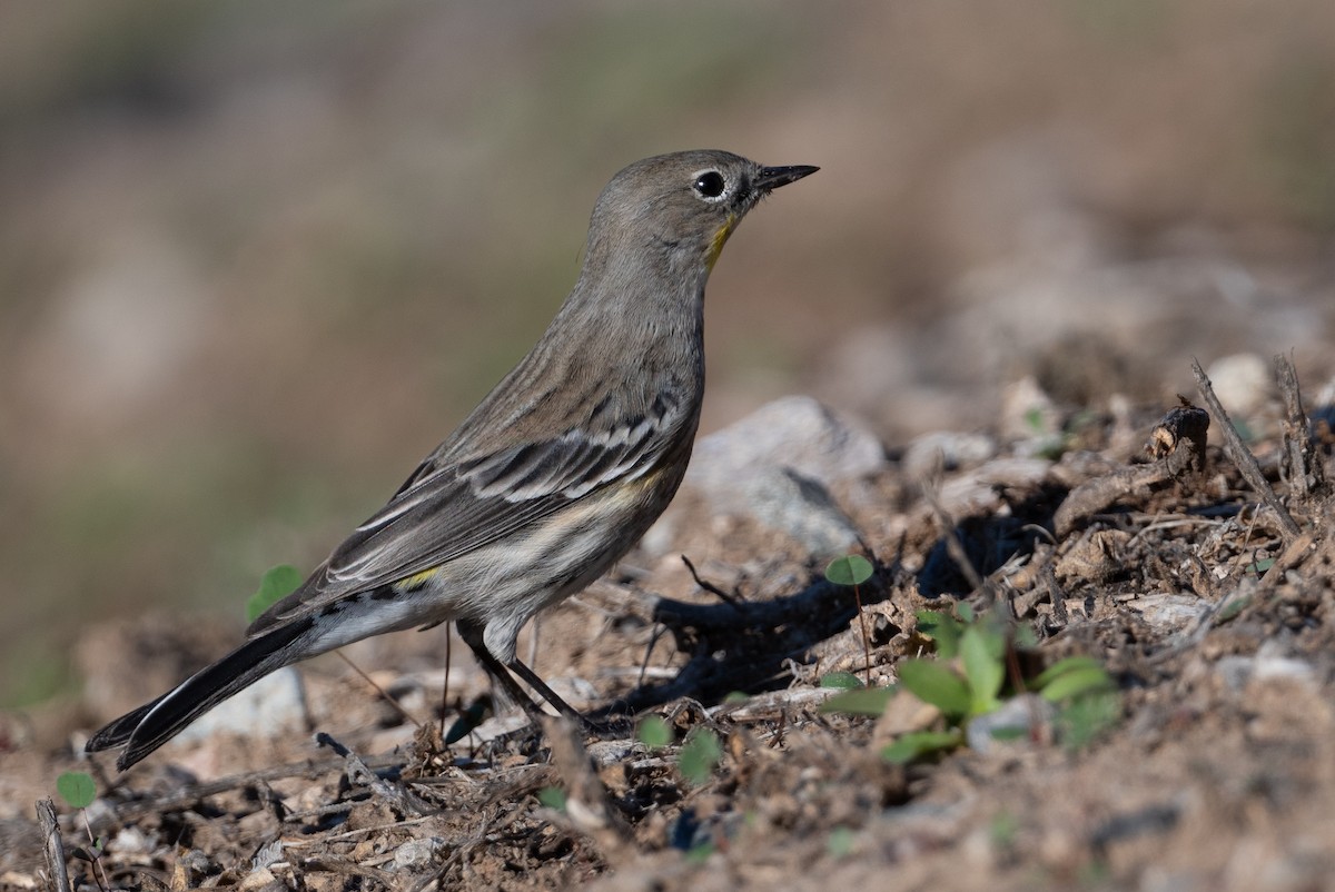 Yellow-rumped Warbler - ML646605676