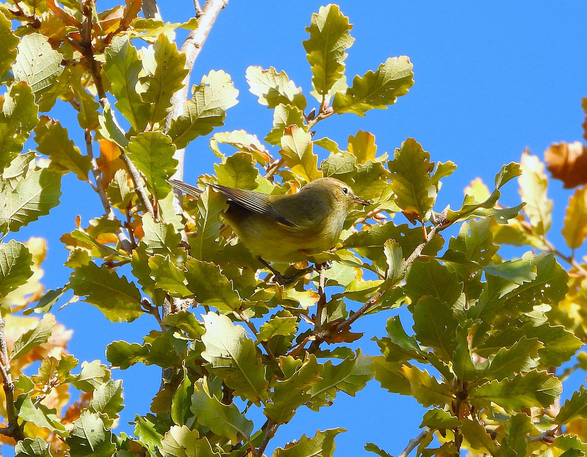 Mosquitero Común - ML646605677