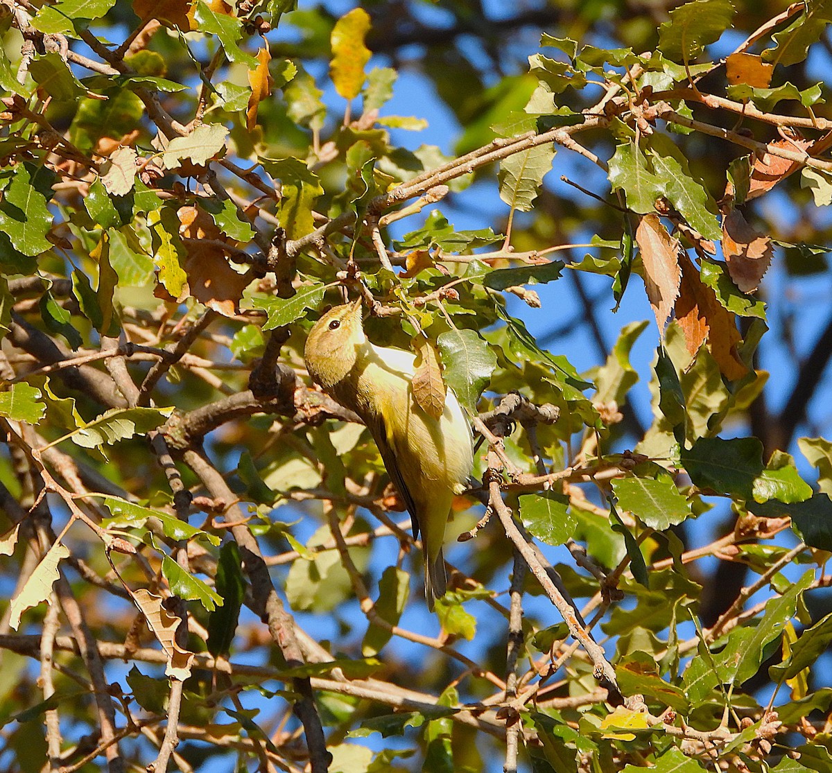 Mosquitero Común - ML646605678