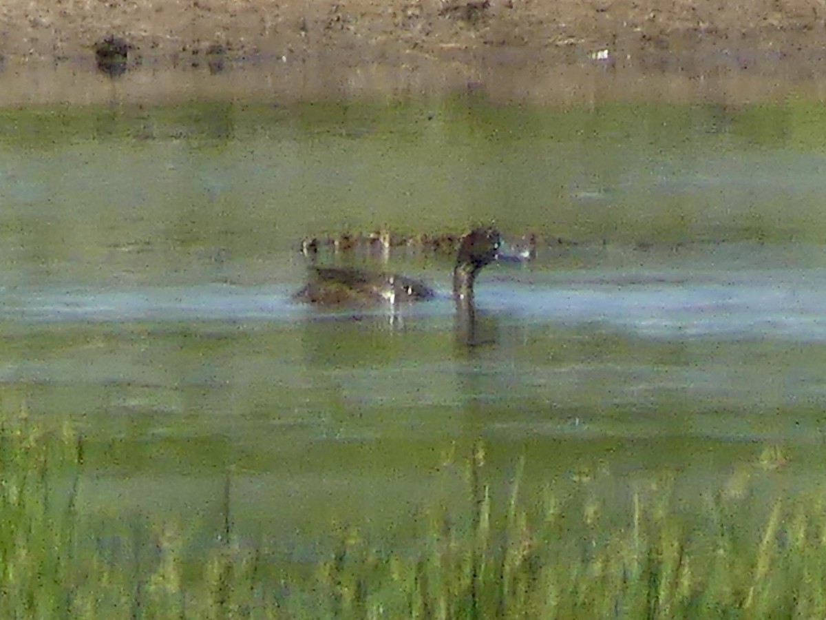 Southern Pochard - ML646605684