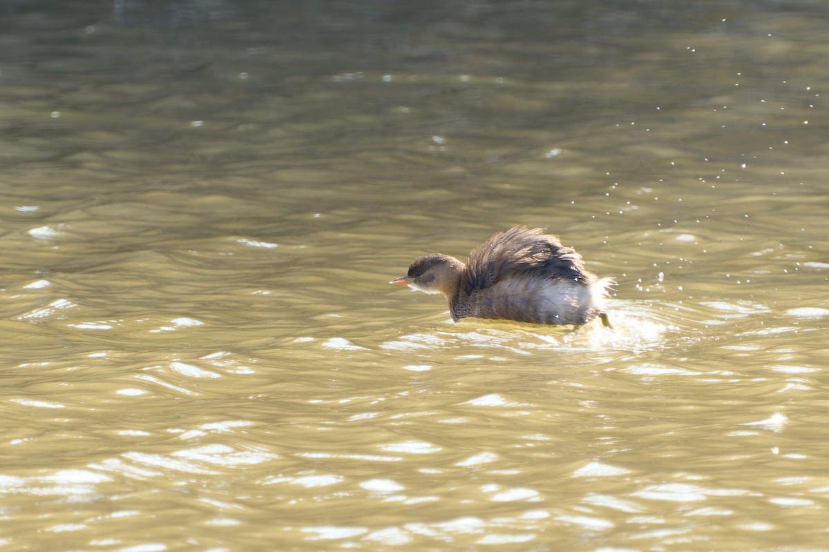 Little Grebe - ML646605688