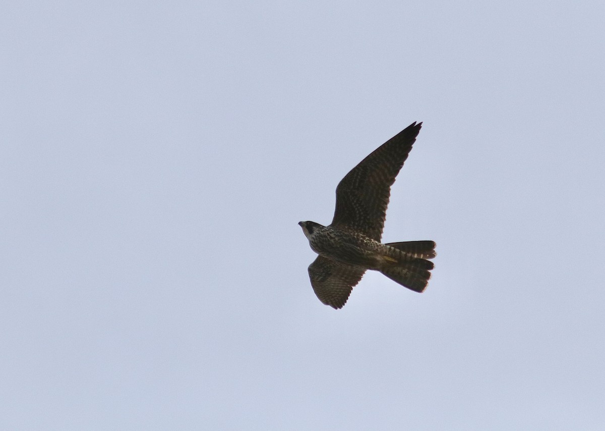 sokol stěhovavý - ML646605689