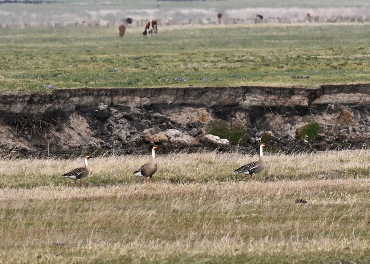 husa labutí - ML646605693