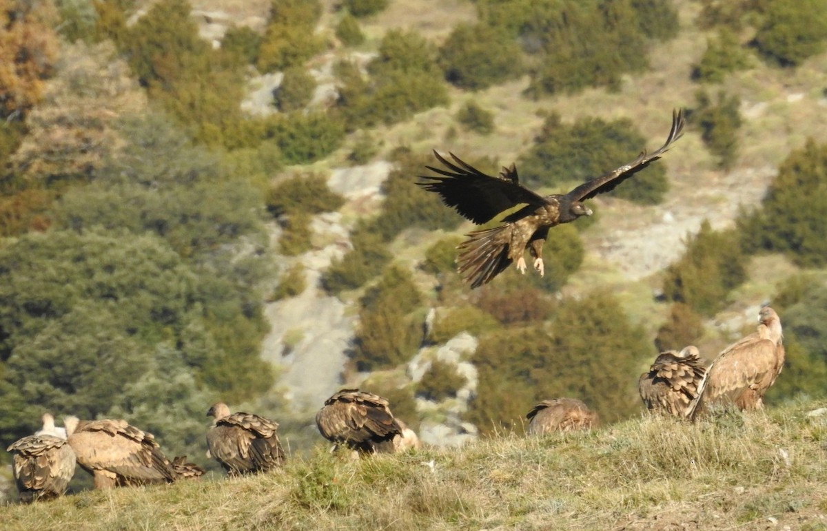 Bearded Vulture - ML646605694