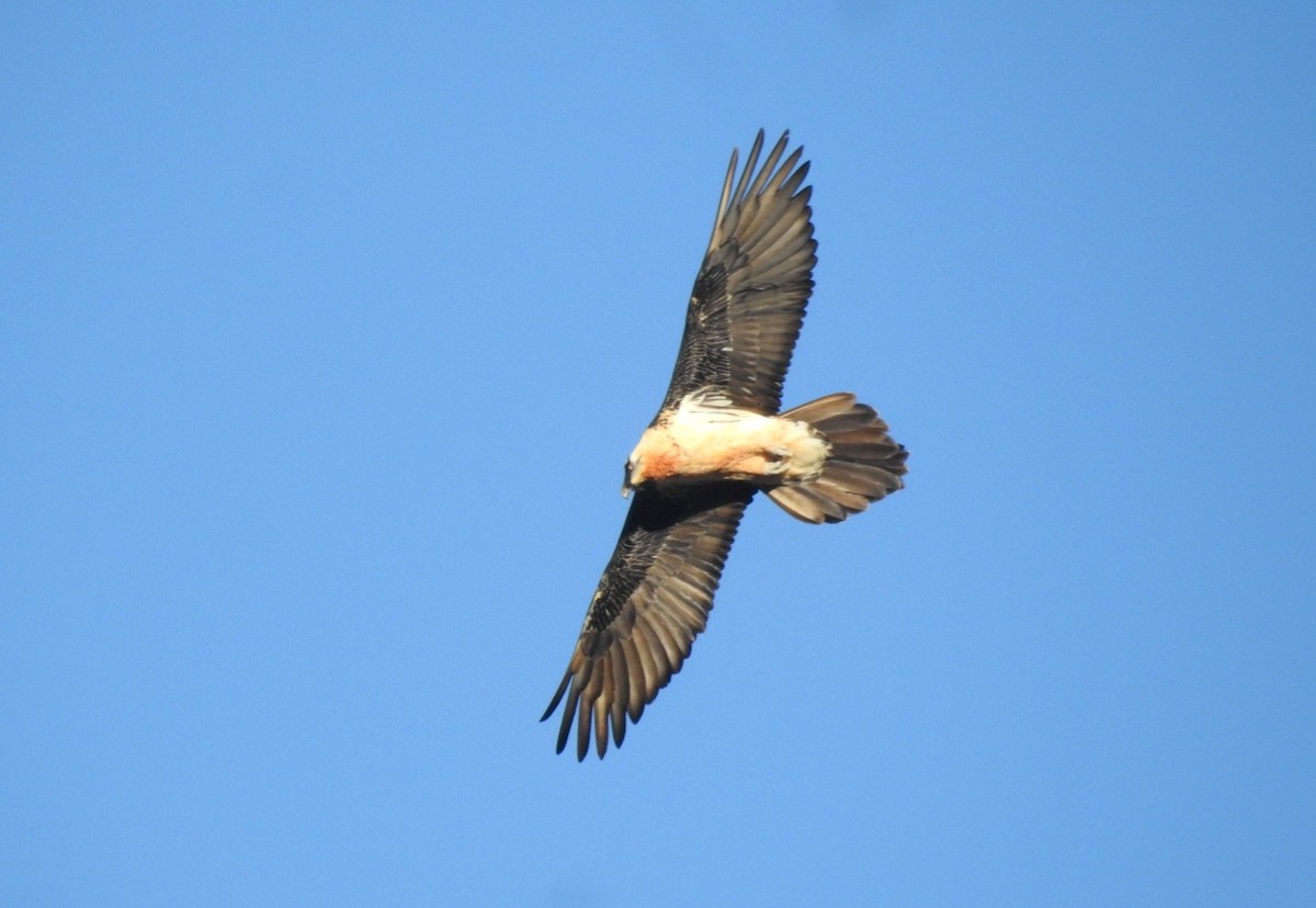Bearded Vulture - ML646605695