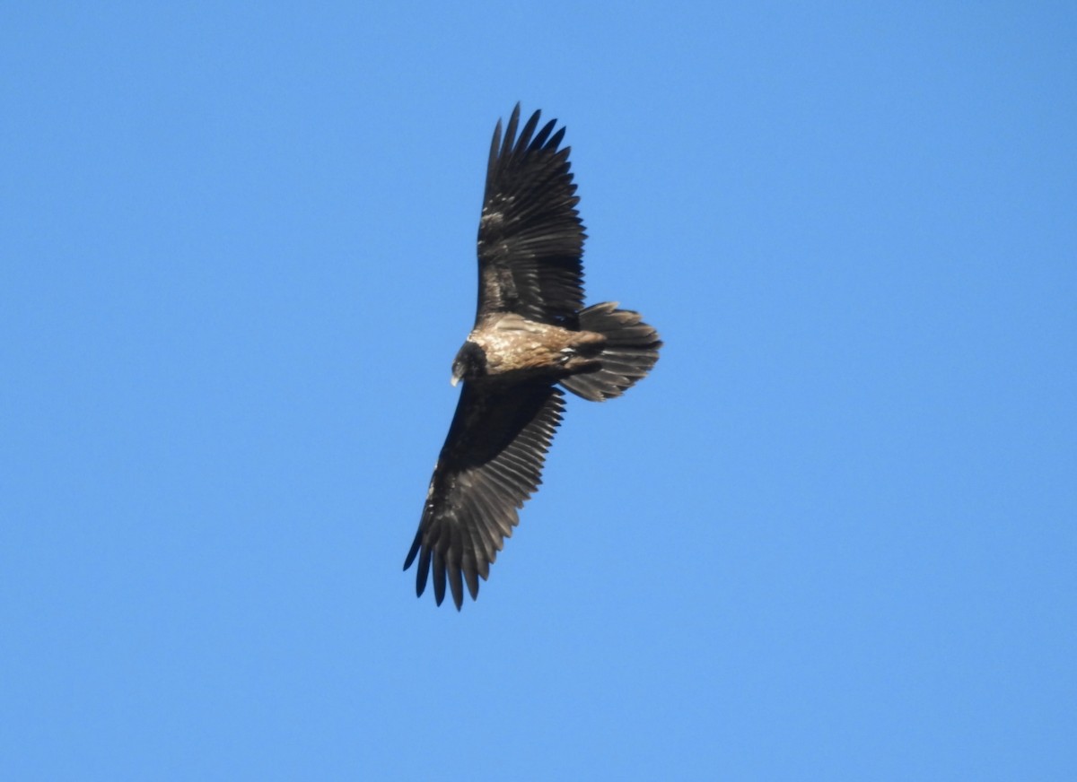 Bearded Vulture - ML646605696