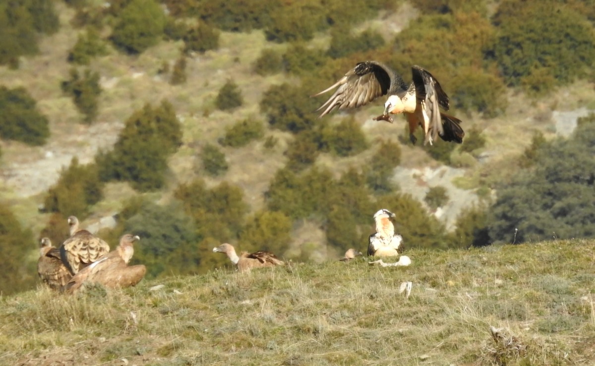 Bearded Vulture - ML646605697