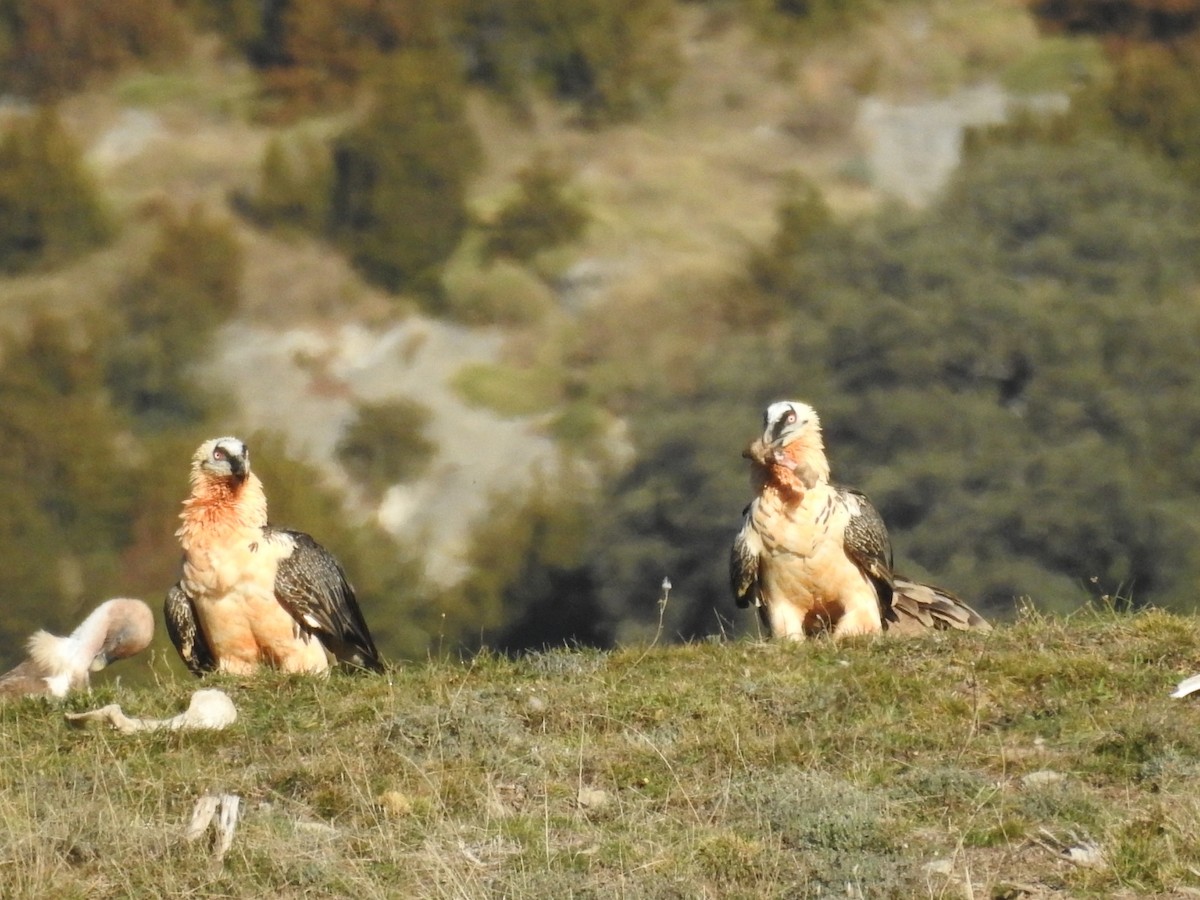 Bearded Vulture - ML646605698
