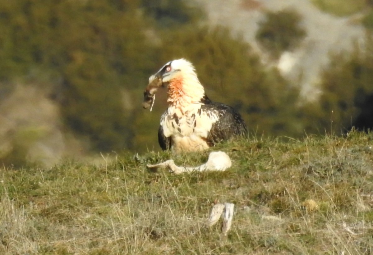 Bearded Vulture - ML646605699