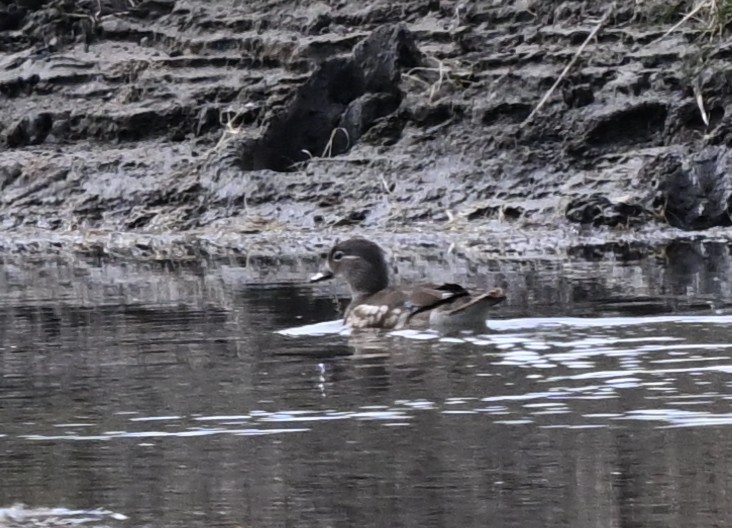 鴛鴦 - ML646605700