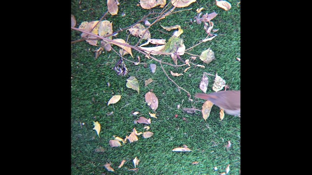 Hermit Thrush (faxoni/crymophilus) - ML646605711