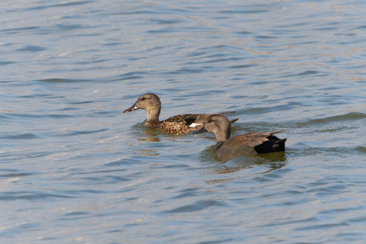 Gadwall - ML646605718