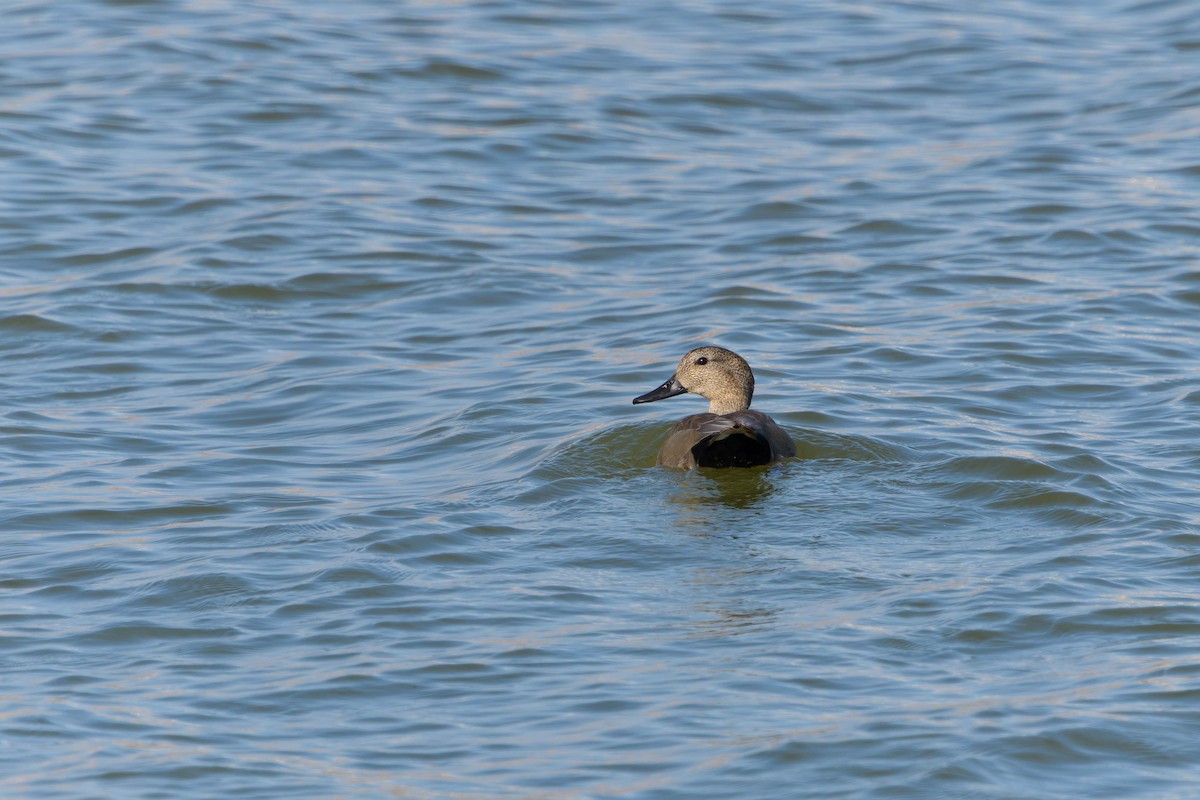 Gadwall - ML646605719