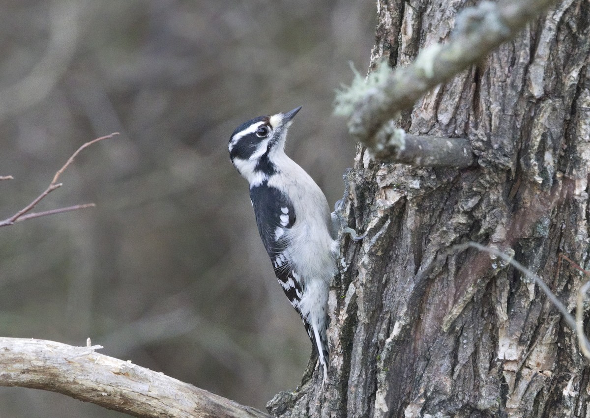 Downy Woodpecker - ML646605722