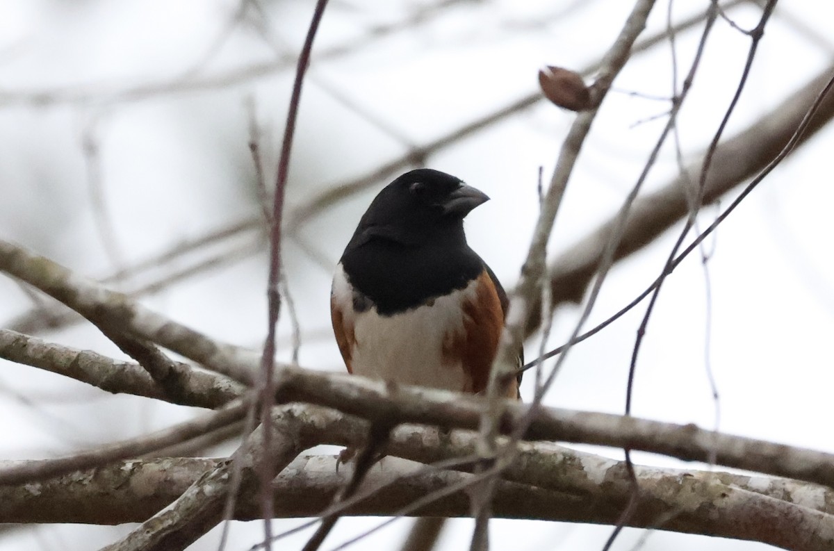 Eastern Towhee - ML646605733