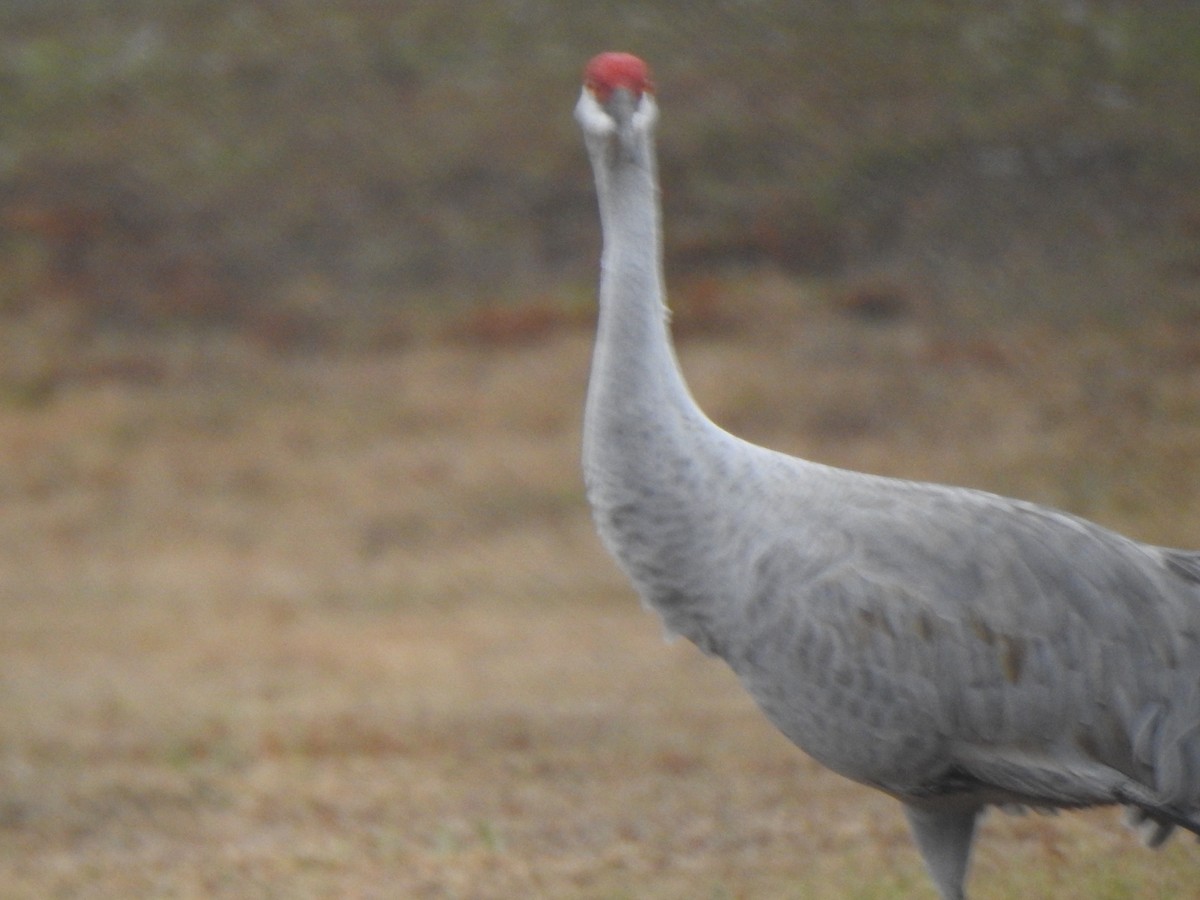 Grue du Canada - ML646605735