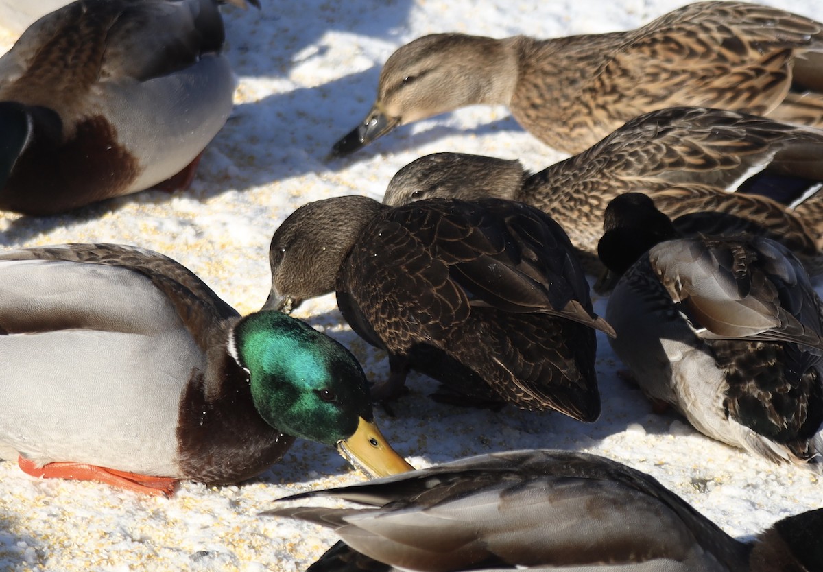 American Black Duck - ML646605736