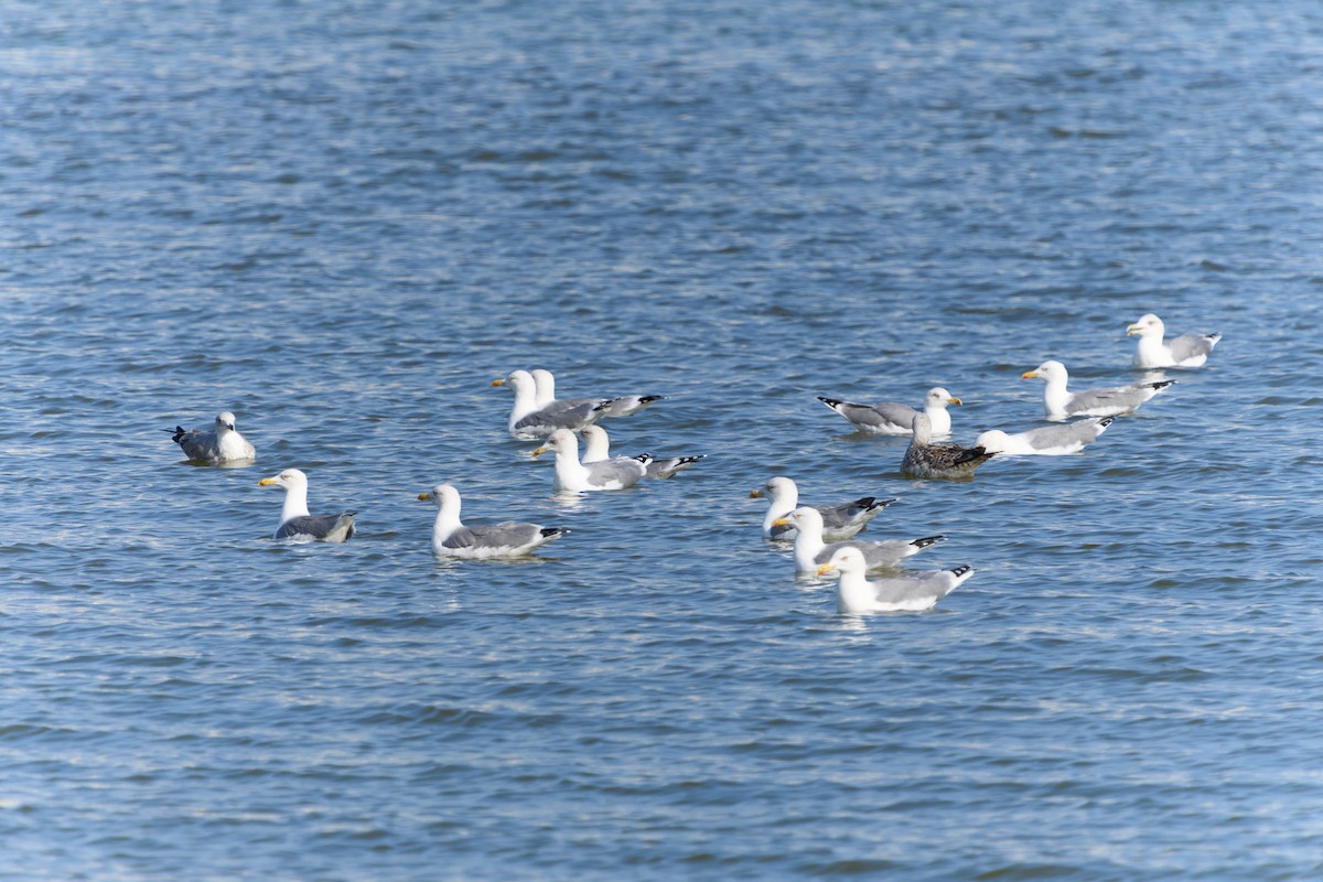 Yellow-legged Gull (michahellis) - ML646605738