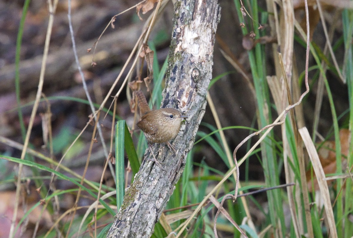 Winter Wren - ML646605739