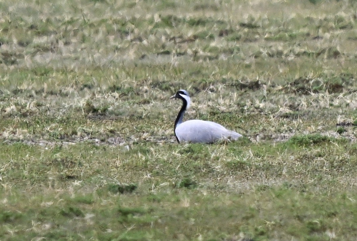 jeřáb panenský - ML646605741